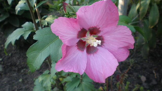 hibiskus ogrodowy