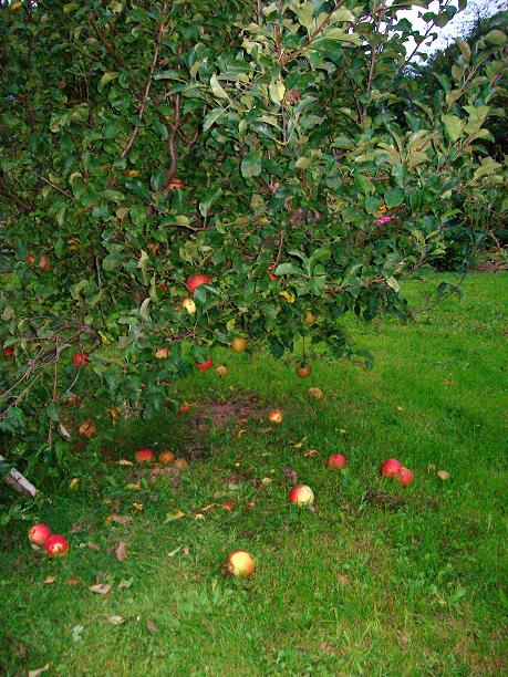 Jabłoń w ogrodzie.