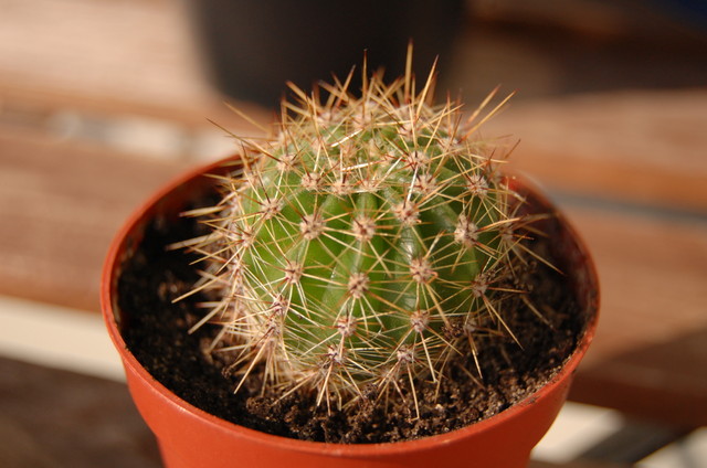 (jakiś) Kaktus 2