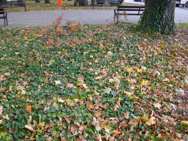 Jesień idzie przez park 