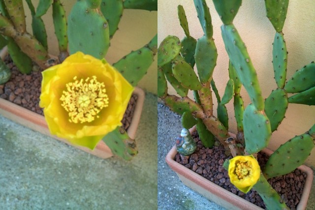 Kaktusik:)