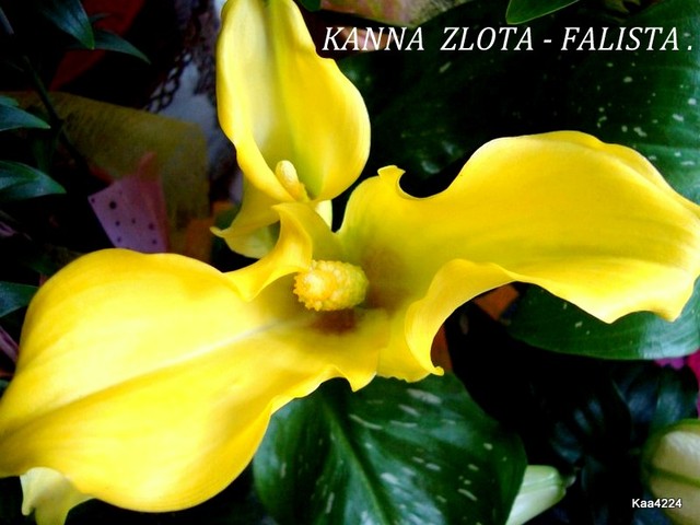 Kalla -''Zantedescia''.