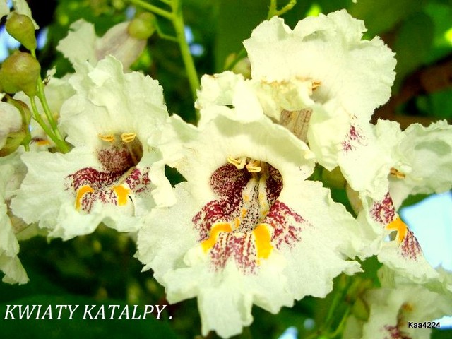 Katalpa/surmia-jej kwiaty.