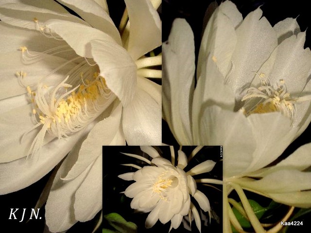 Królowa Jednej Nocy.''Epiphyllum Oxypetallum''.