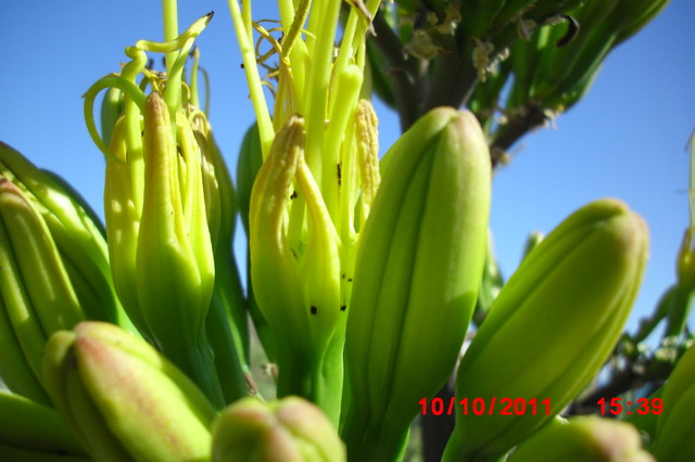 kwiat  agawy z  bliska