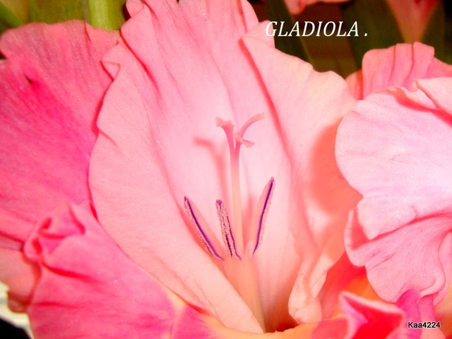 Kwiat gladioli.