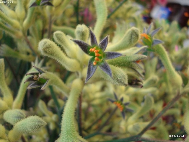 Kwiatki Green Kangaroo Paw.