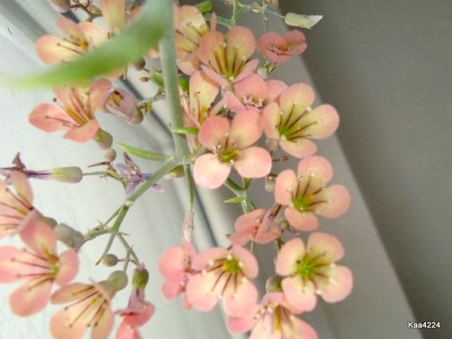 Kwiaty Calanchoe Pinnata.