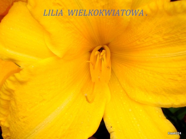 Lilia wielkokwiatowa.