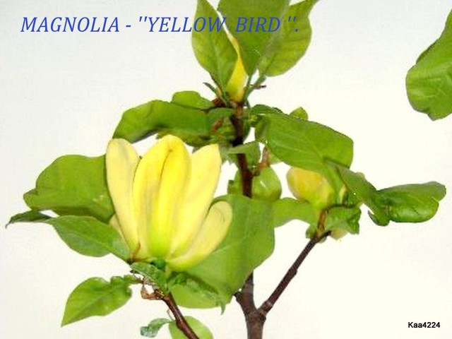 Magnolia ''Yellow bird''.
