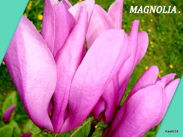 Magnolia-jej kwiat.