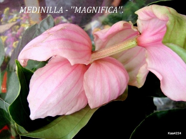 Medinilla-''Magnifica ''.