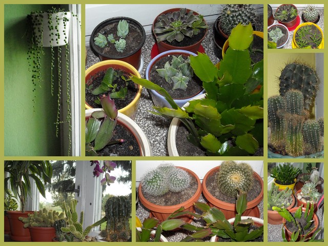 Mój kaktusowo-sukulentowy świat:)