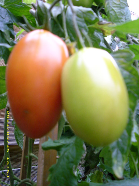 moje pomidorki :)
