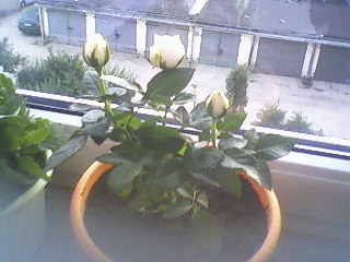 Moje róże minaturowe ;)