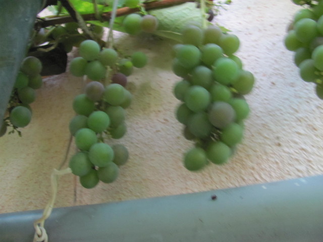 Moje winogrona