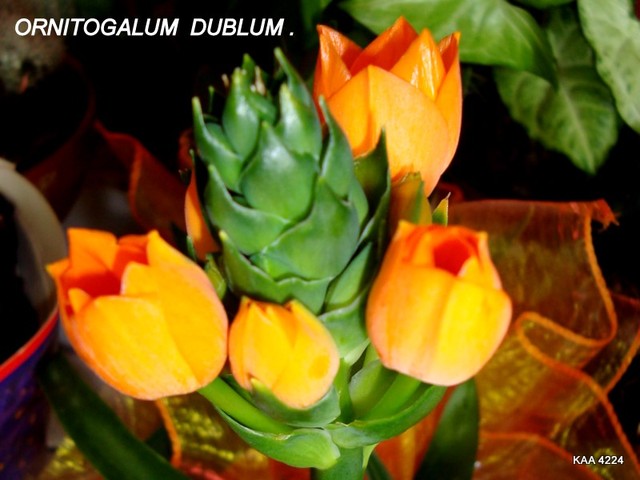 Ornitogalum Dubium.