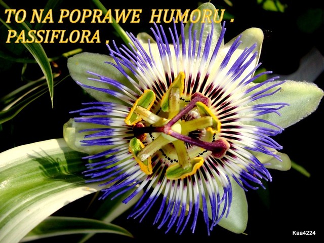  Passiflora-Męczennica.