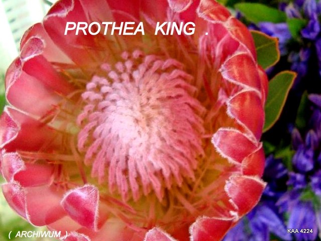 Prothea King-różowa.