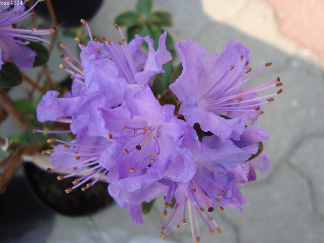 Rododendron impedium-''Blue Tit  Mago''.
