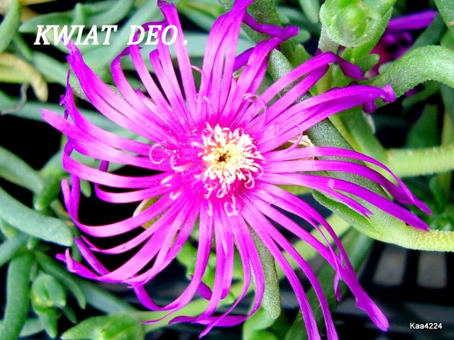 Słonecznica różowa-popularnie zwana Deo.