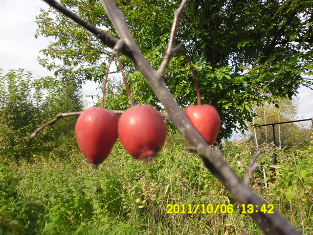też rajskie jabłuszka
