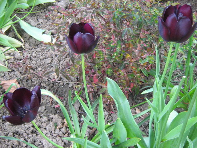 tulipan/fotka z wiosny/.