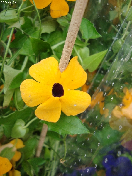 Tunbergia samoczepna-kwiat.
