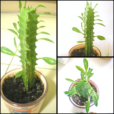Wilczomlecz trójżebrowy - Euphorbia trigona