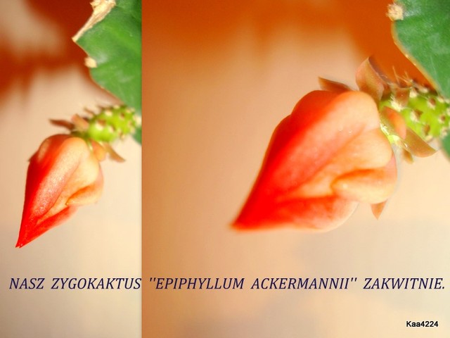 Zygokaktus-''Epiphyllum Ackermannii''.