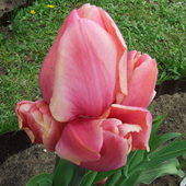 11 tulipan