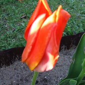 13 tulipan