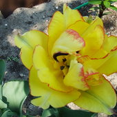 2 tulipan