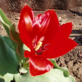 30 tulipan