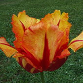 52 tulipan