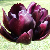 57 tulipan