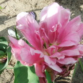 62 tulipan