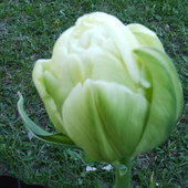 68 tulipan