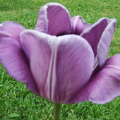 79 tulipan