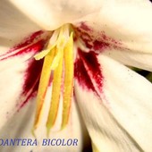 Acidanthera bicolor- makro.