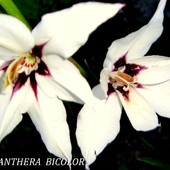  Acidanthera Bicolor