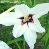 Acidanthera Bicolor.