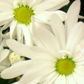 chryzantemy - ulubione kwiaty jesieni