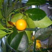 citrus fortunella