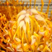 Cordyfolium -Leukospermum.