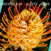 Cordyfolium-Leukospe