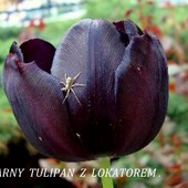 Czarny tulipan.