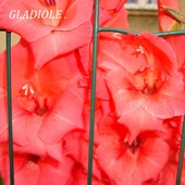 Gladiole.