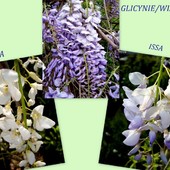 Glicynie/ wisterie.