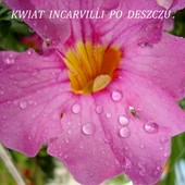 Incarvilla-jej Kwiat